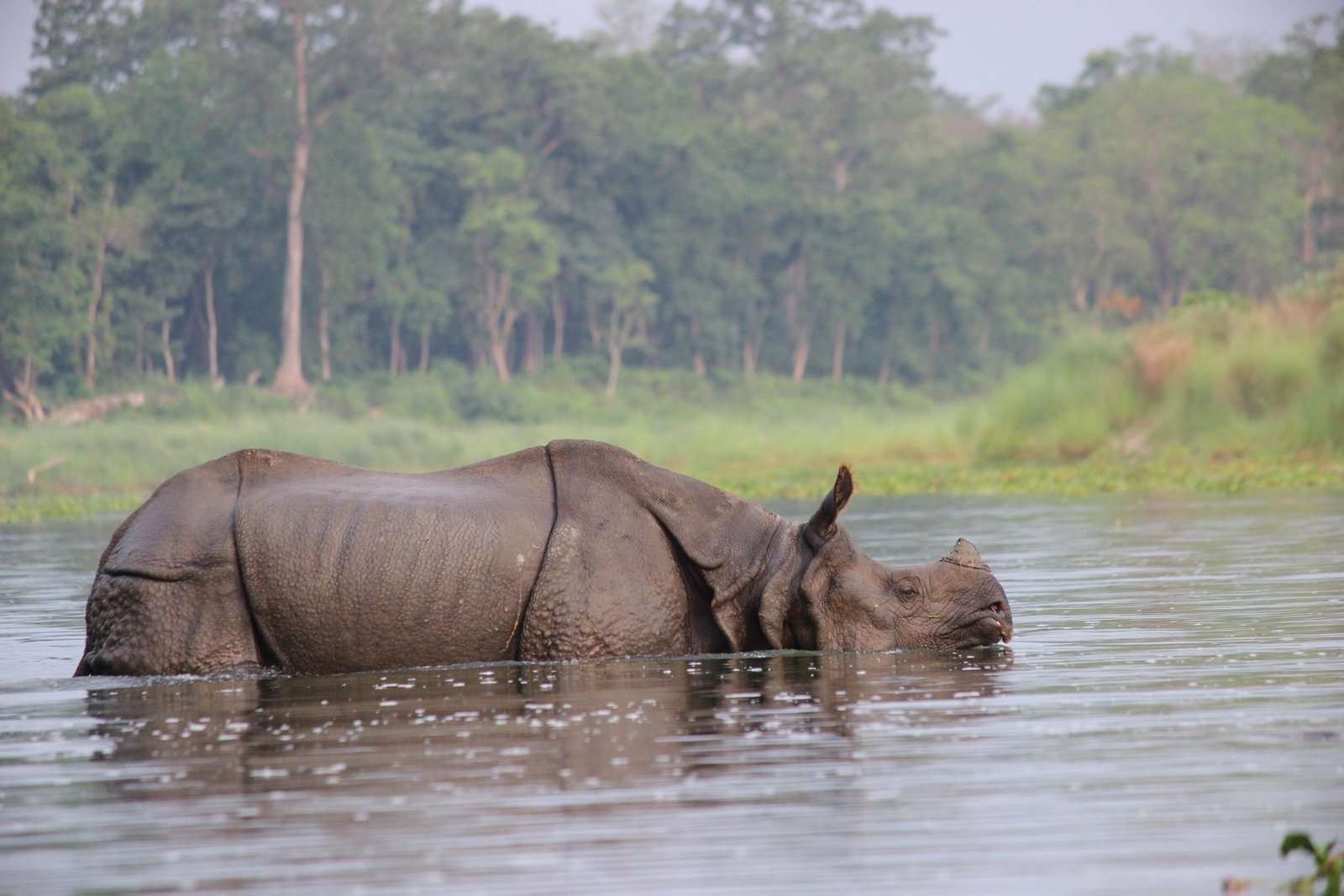 Chitwan National Park Wildlife Safari